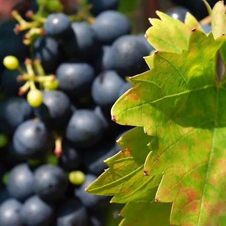 Haus Buebl Presseggersee